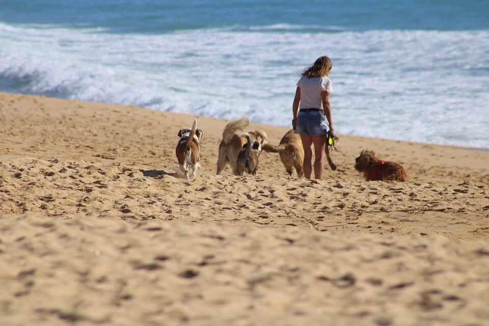 spiagge in salento per cani